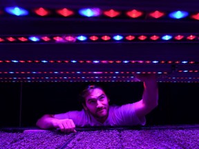 Michael Nantais, manager at vertical microgreens outfit Living Earth Farm, poses for a photograph in Toronto, Wednesday, Dec. 18, 2024. Younger farmers and producers are now coming in armed with technology and influencing the trade as aging Canadian farmers take a backseat and head into retirement.