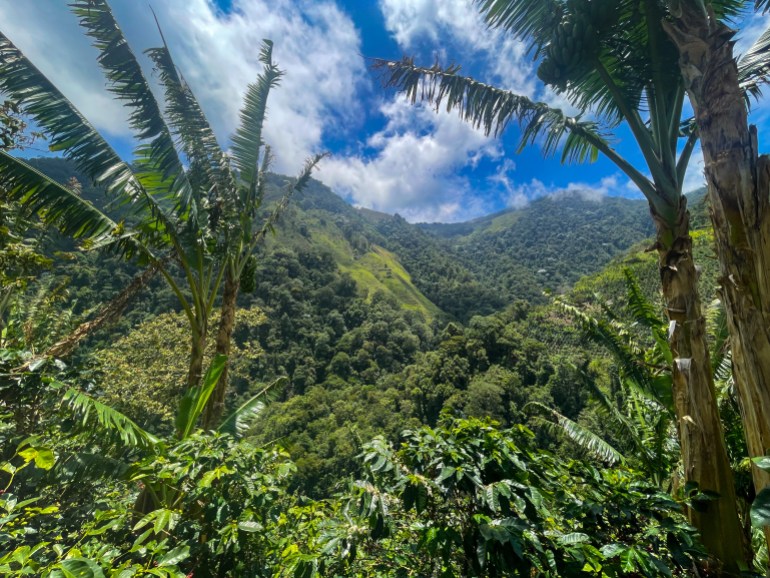 Large areas of Johan Bravo_s land is now used to restore the habitat of spectacled bears CREDIT Catherine Ellis