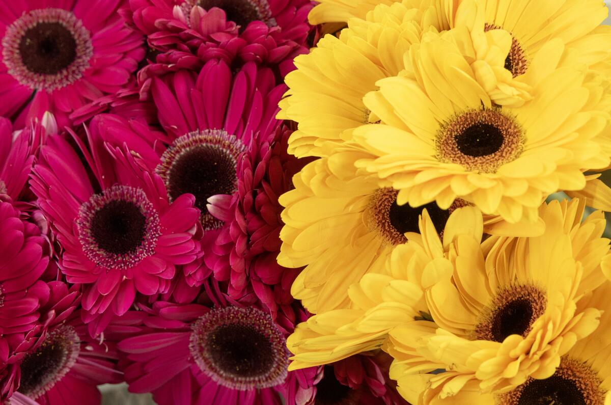 Two bunches, red and yellow gerbera daisies