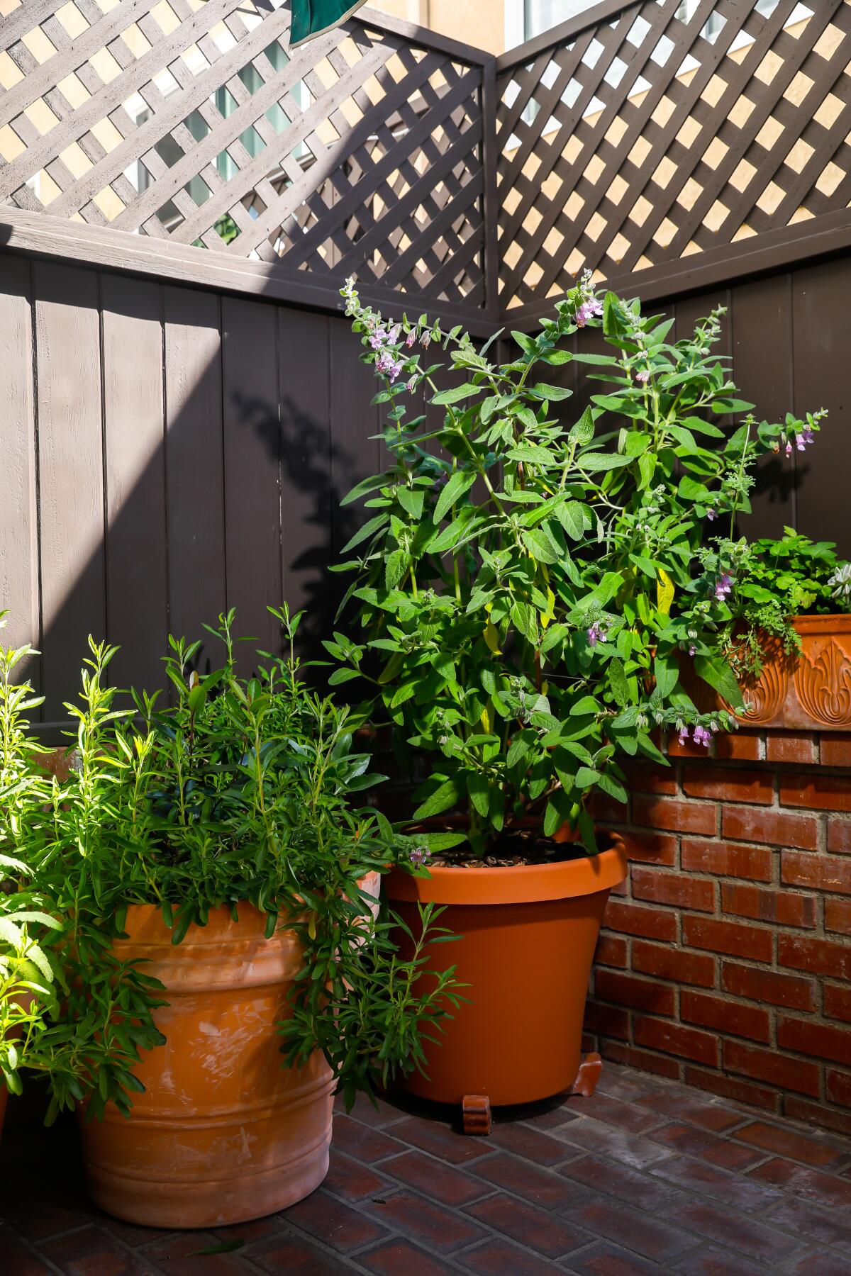 Native black sage, left, and fragrant pitcher sage, growing in patio containers.