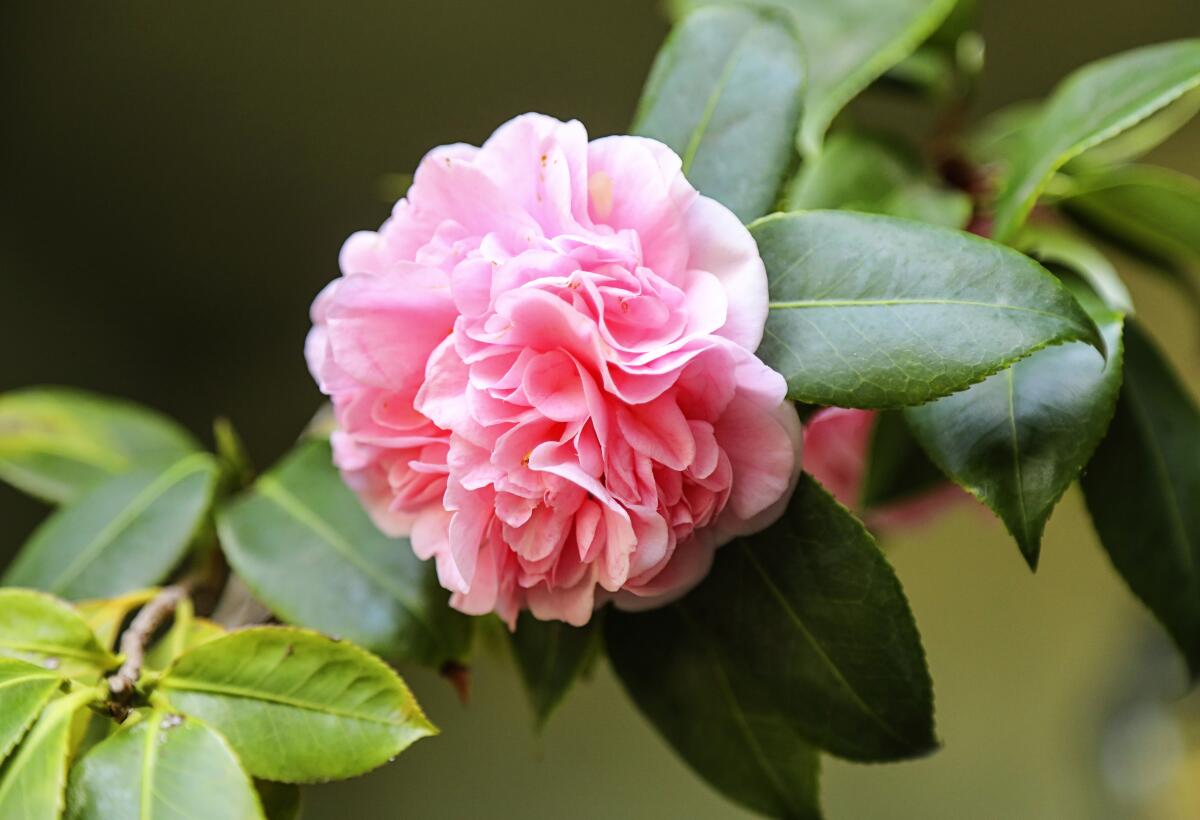 A frilly pink Debutante camellia.