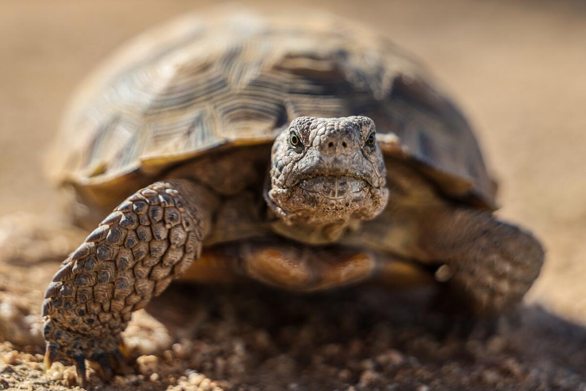 A mature tortoise walking toward the viewer