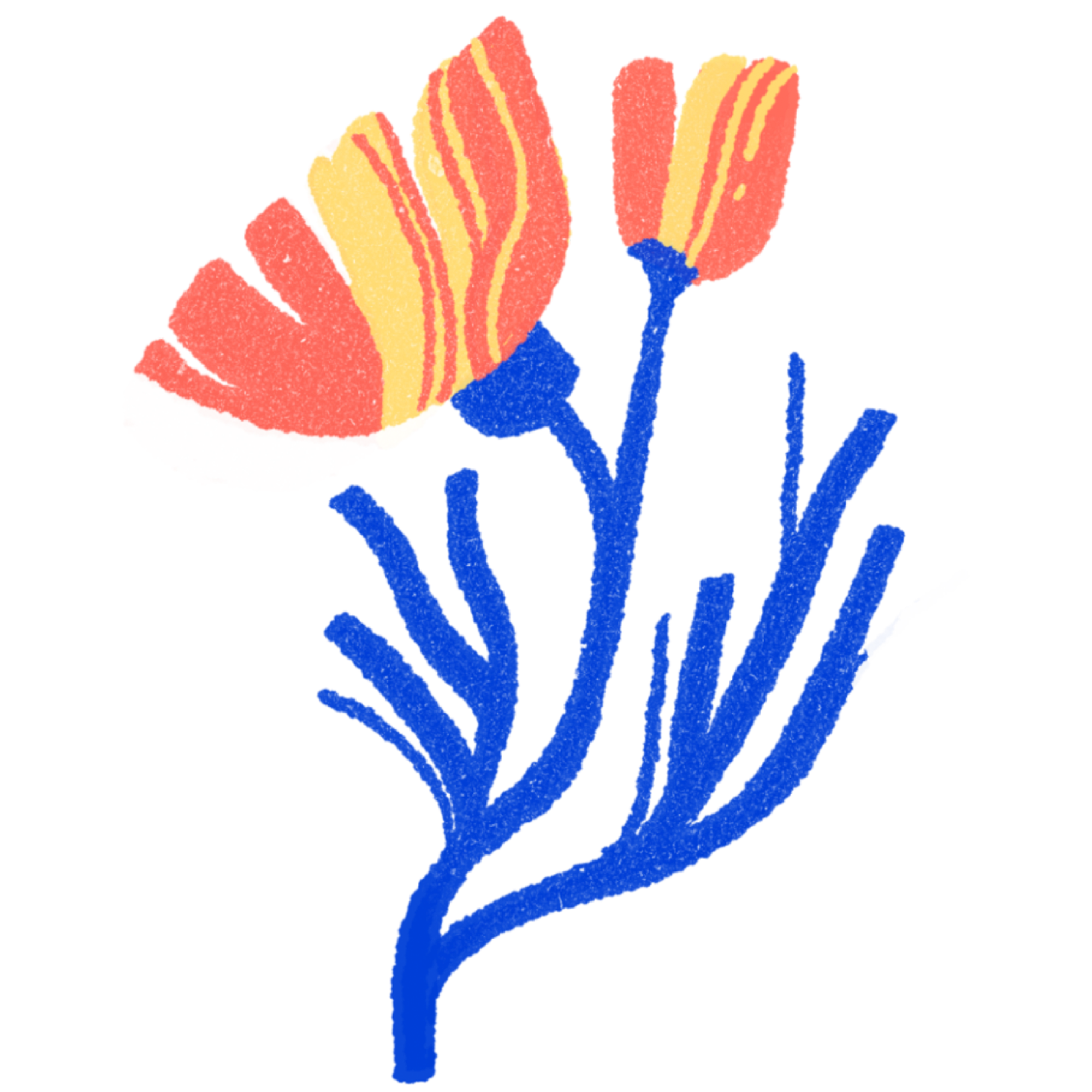 Illustration of a California poppy