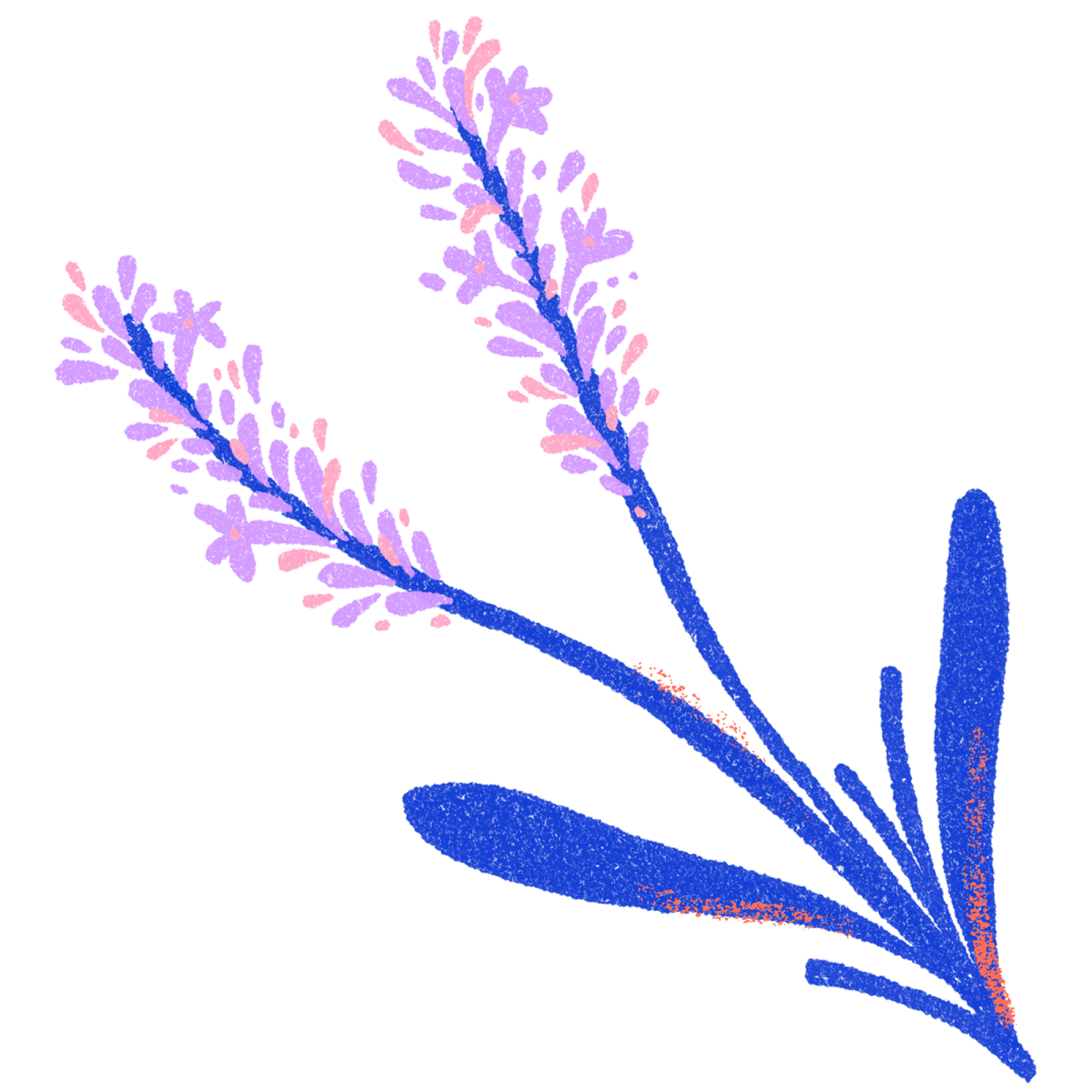 Illustration of lavender