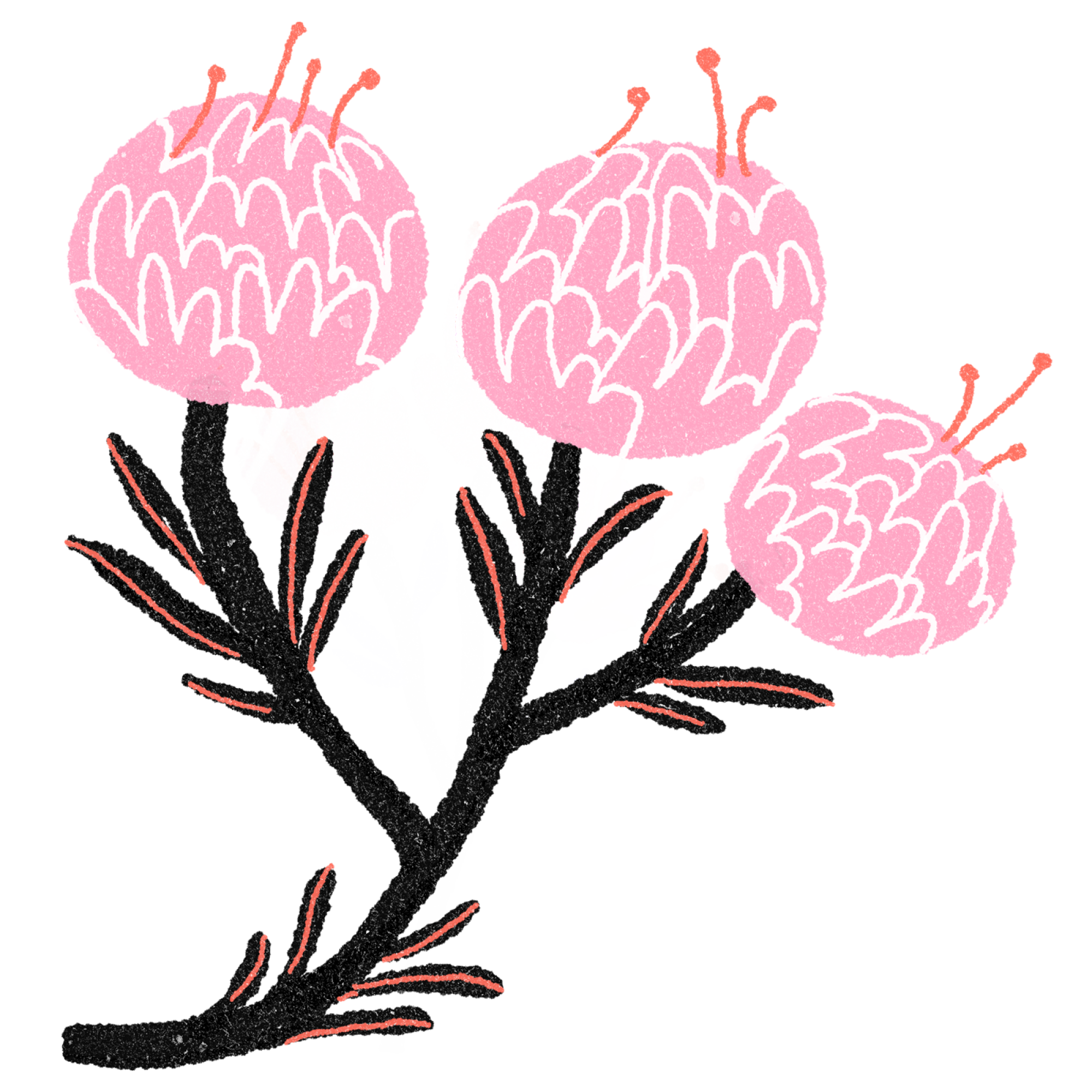 Illustration of California buckwheat