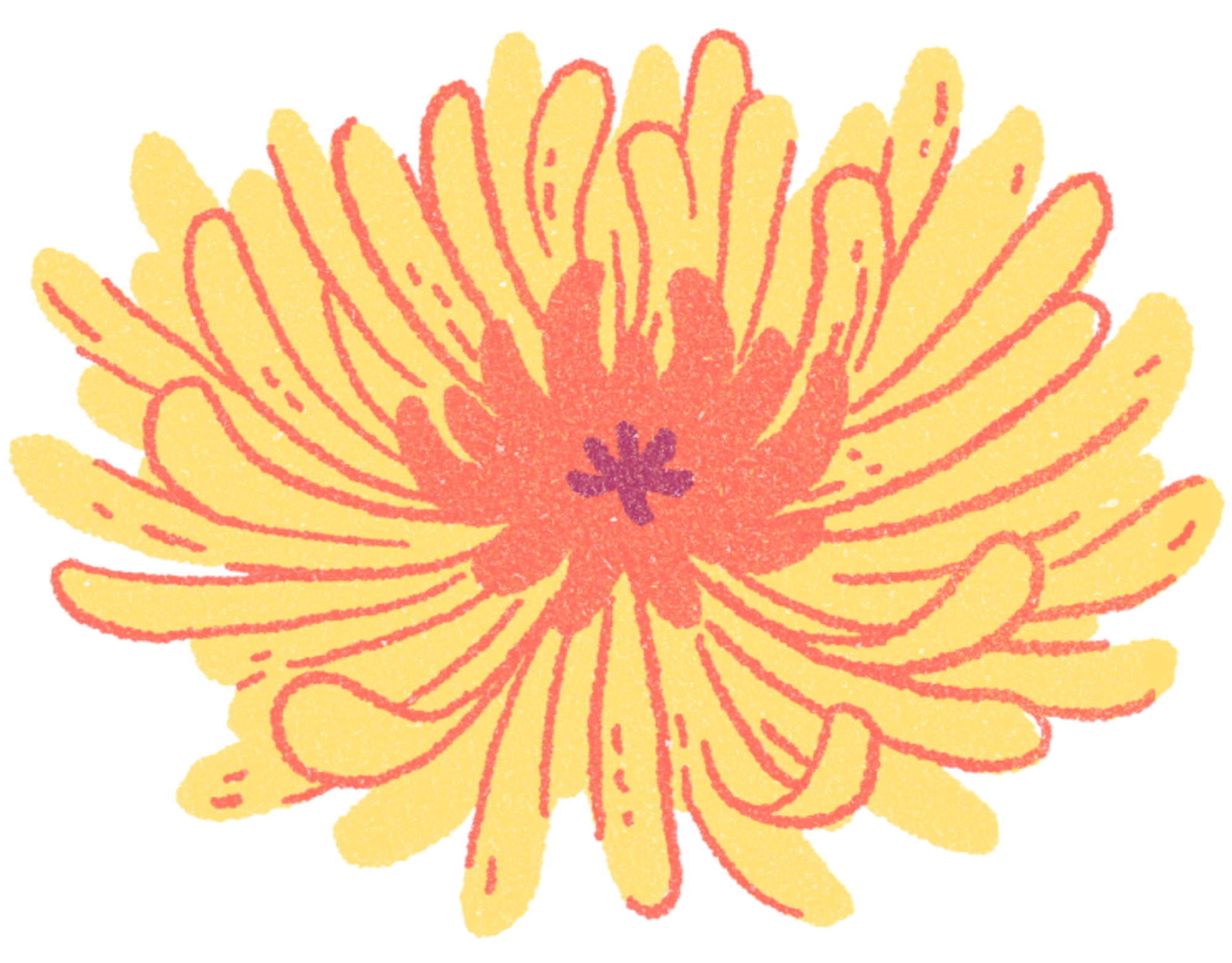 Illustration of a chrysanthemum