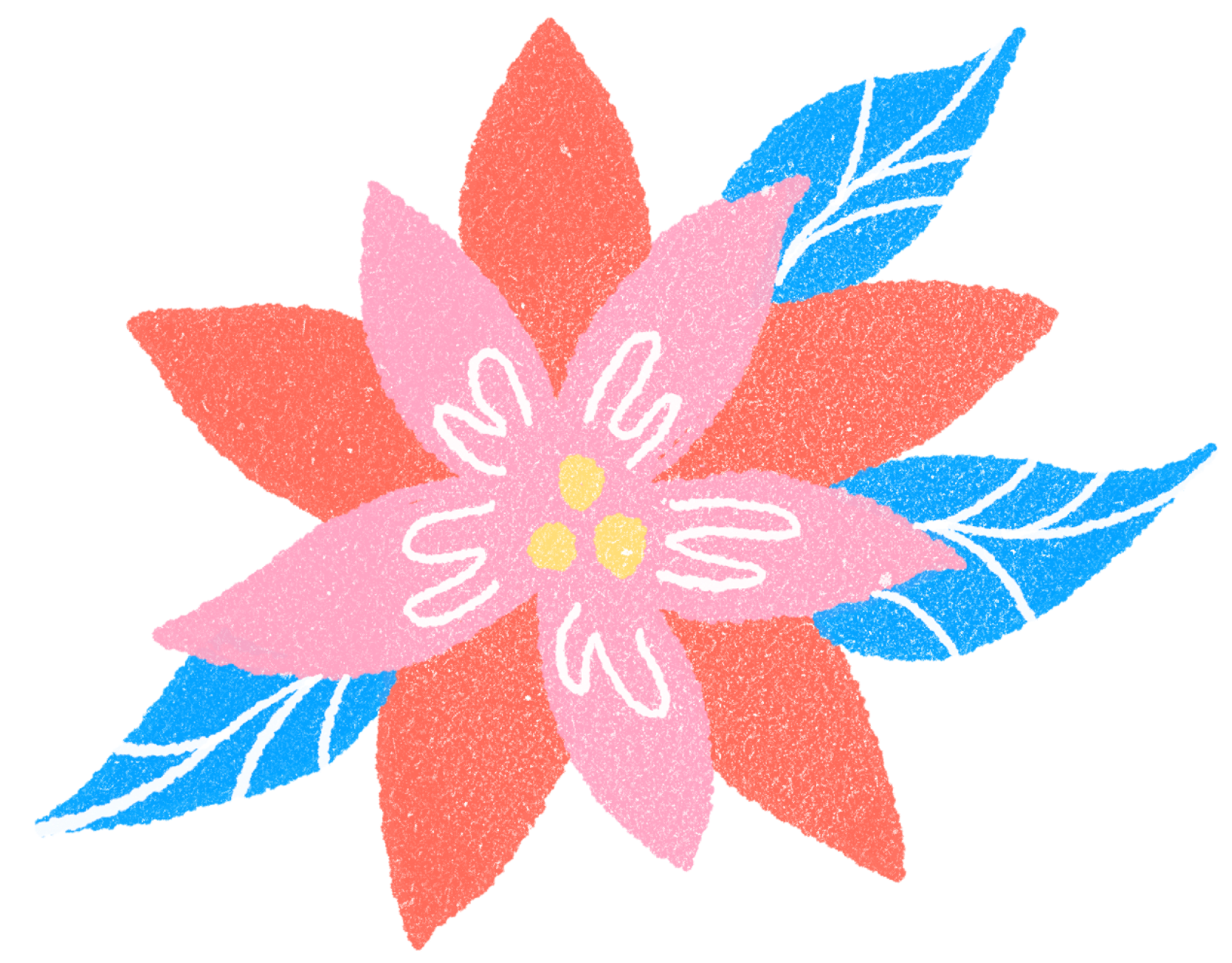 Illustration of a poinsettia