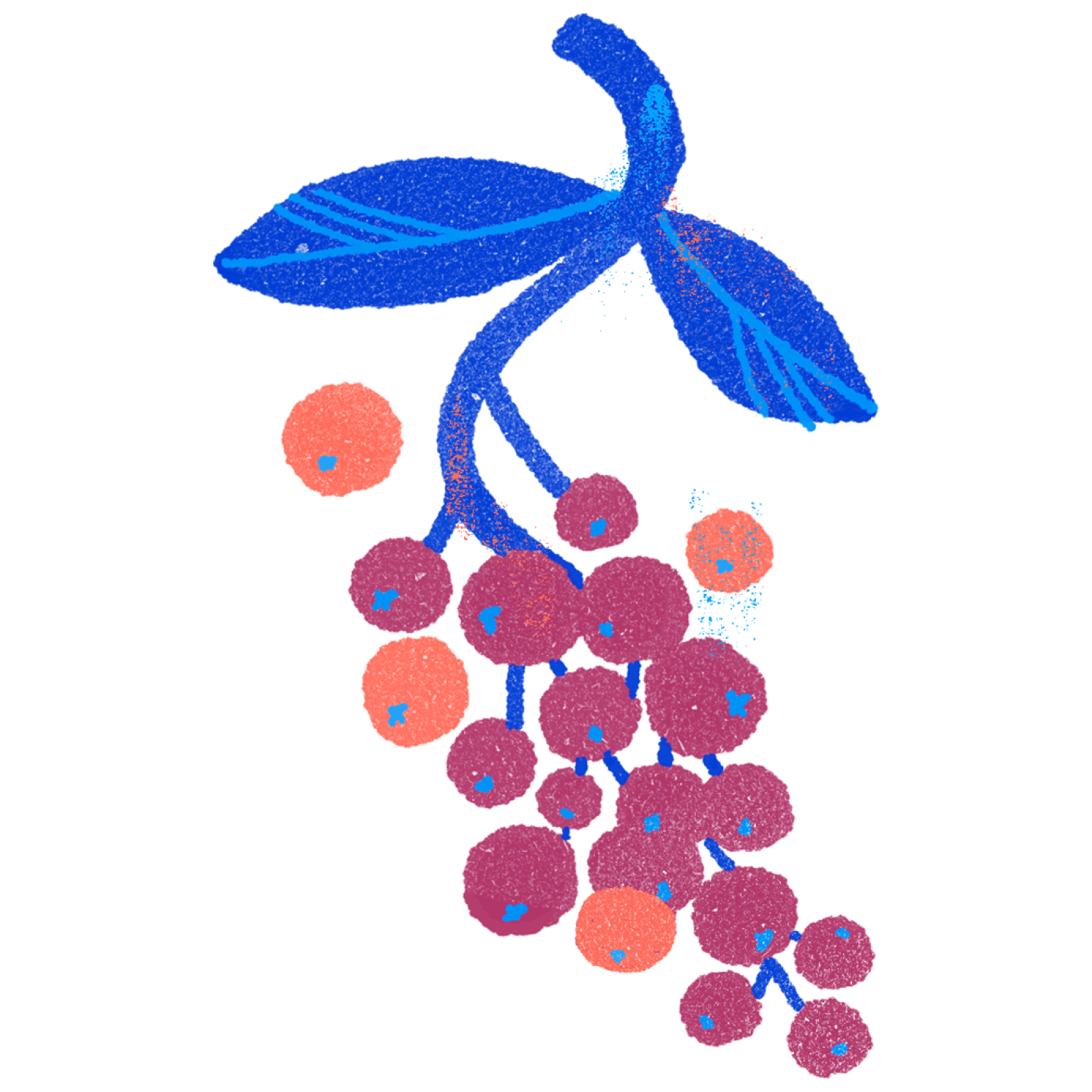 Illustration of toyon berries