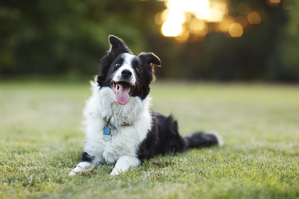 The vet said that Border Collie's are unhinged