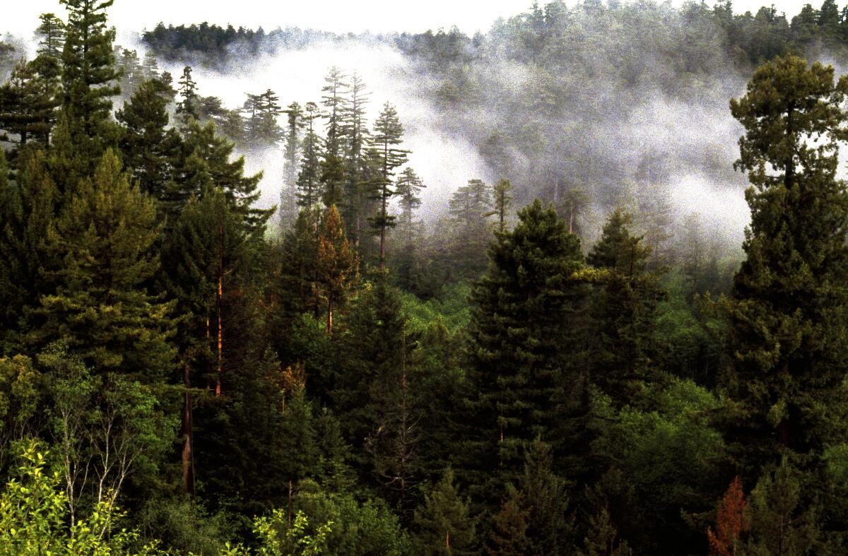 Mist rises from redwood trees on the California coast. 