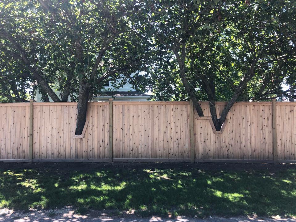 Wooden fence built around two trees.