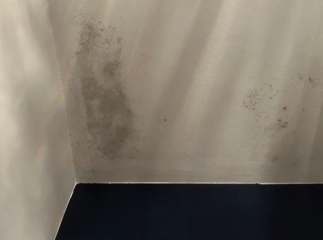 Mold on a wall.