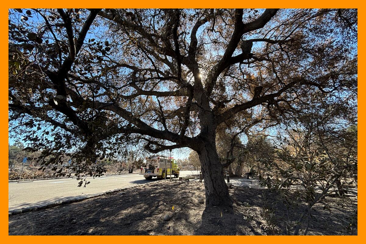 A large, surviving tree casts shade on the ground. A firetruck can be seen just behind the tree.