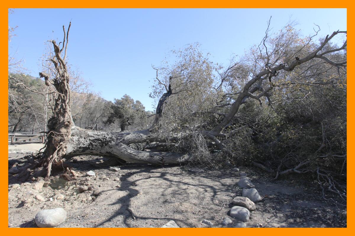 A giant tree lays on its side. Its roots rise vertically from scorched earth.