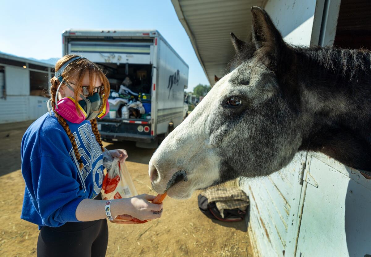 A woman wearing a mask feeds a carrot to a grey and white speckled horse.