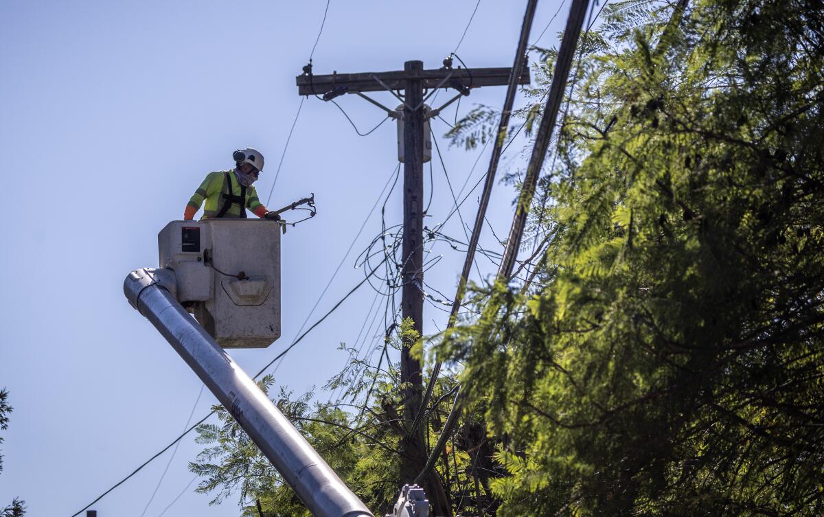 LADWP contractors trim trees around power lines in Mandeville Canyon on Tuesday.