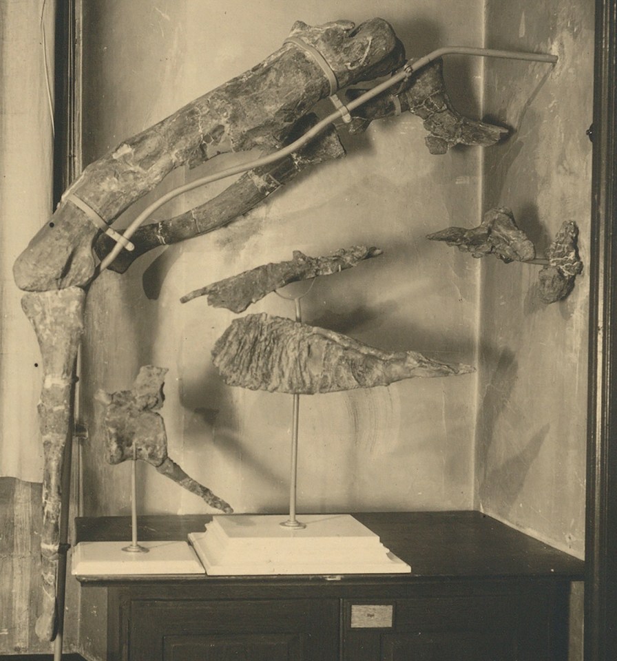 Photo of *Tameryraptor markgrafi* fossil bones on display.