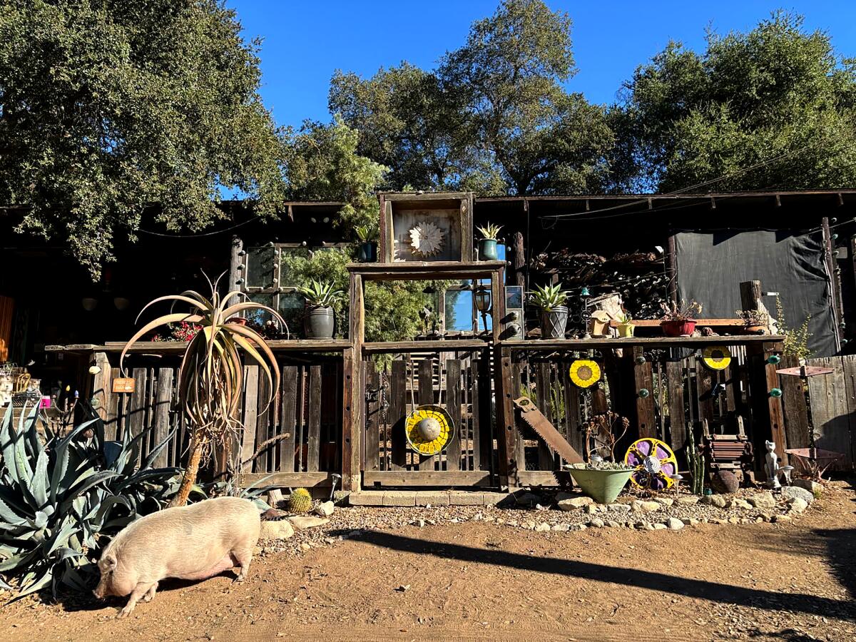 A pig wanders the property at Zorthian Ranch in Altadena.