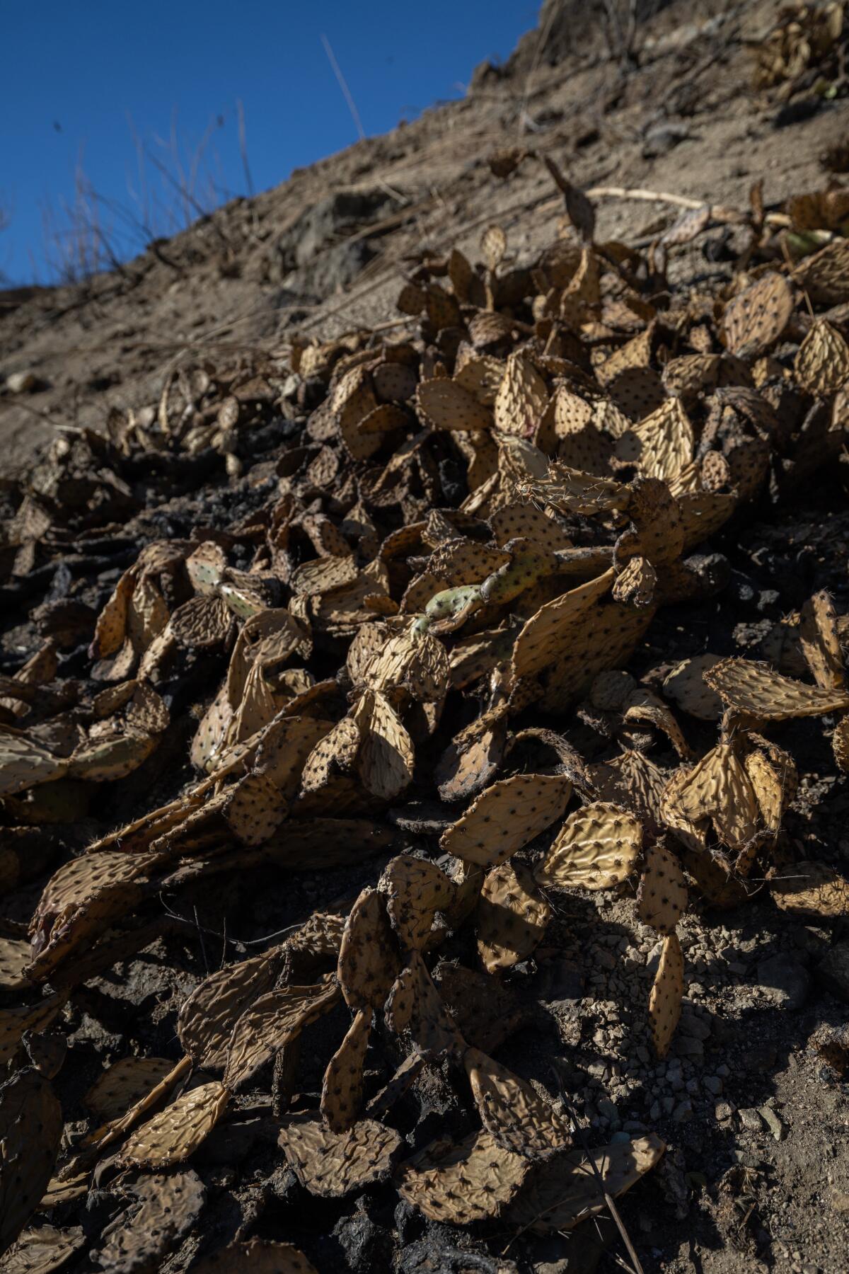 Burned cacti along the Eaton Canyon trail.