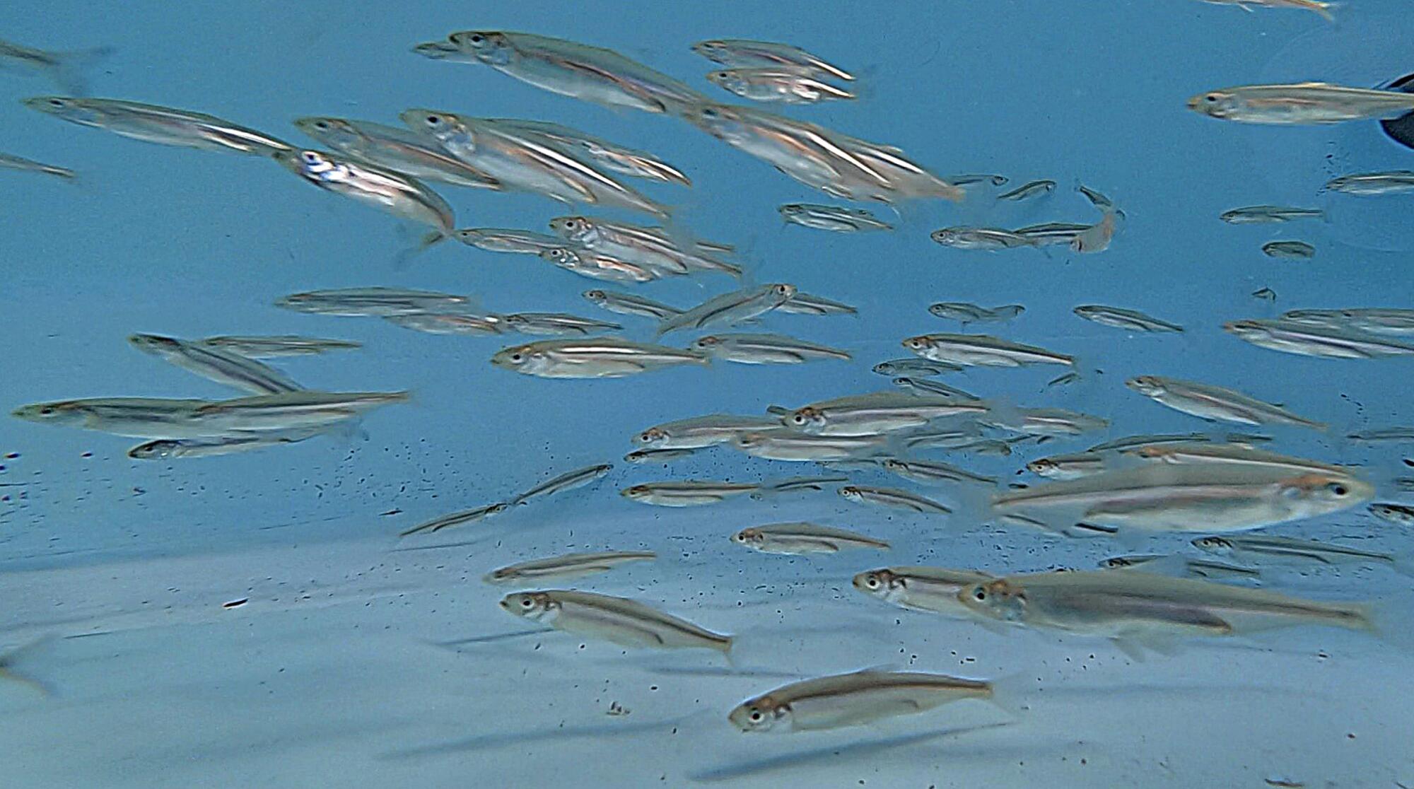  Delta Smelt swim around a holding tank.