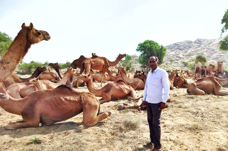 Camels India