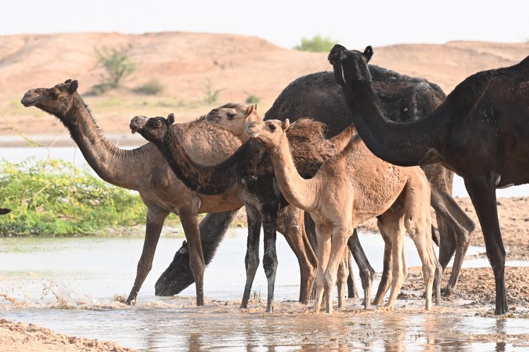 Camels India Radheshyam Bishnoi