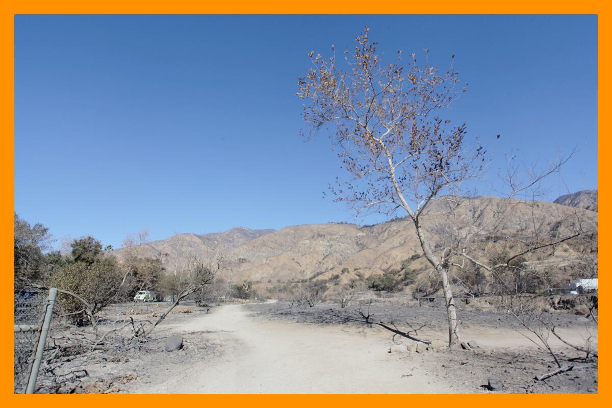 A dusty path leading to brown mountains passes one tall, surviving tree.