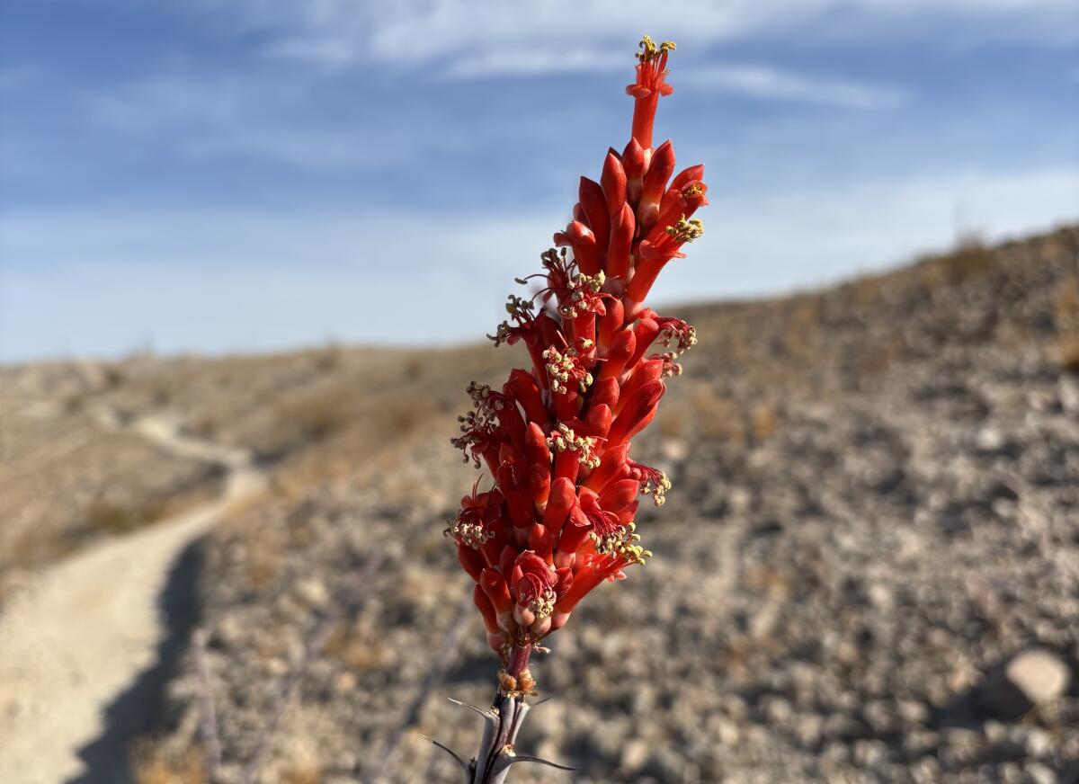 A spiny stalk topped with red blossoms.