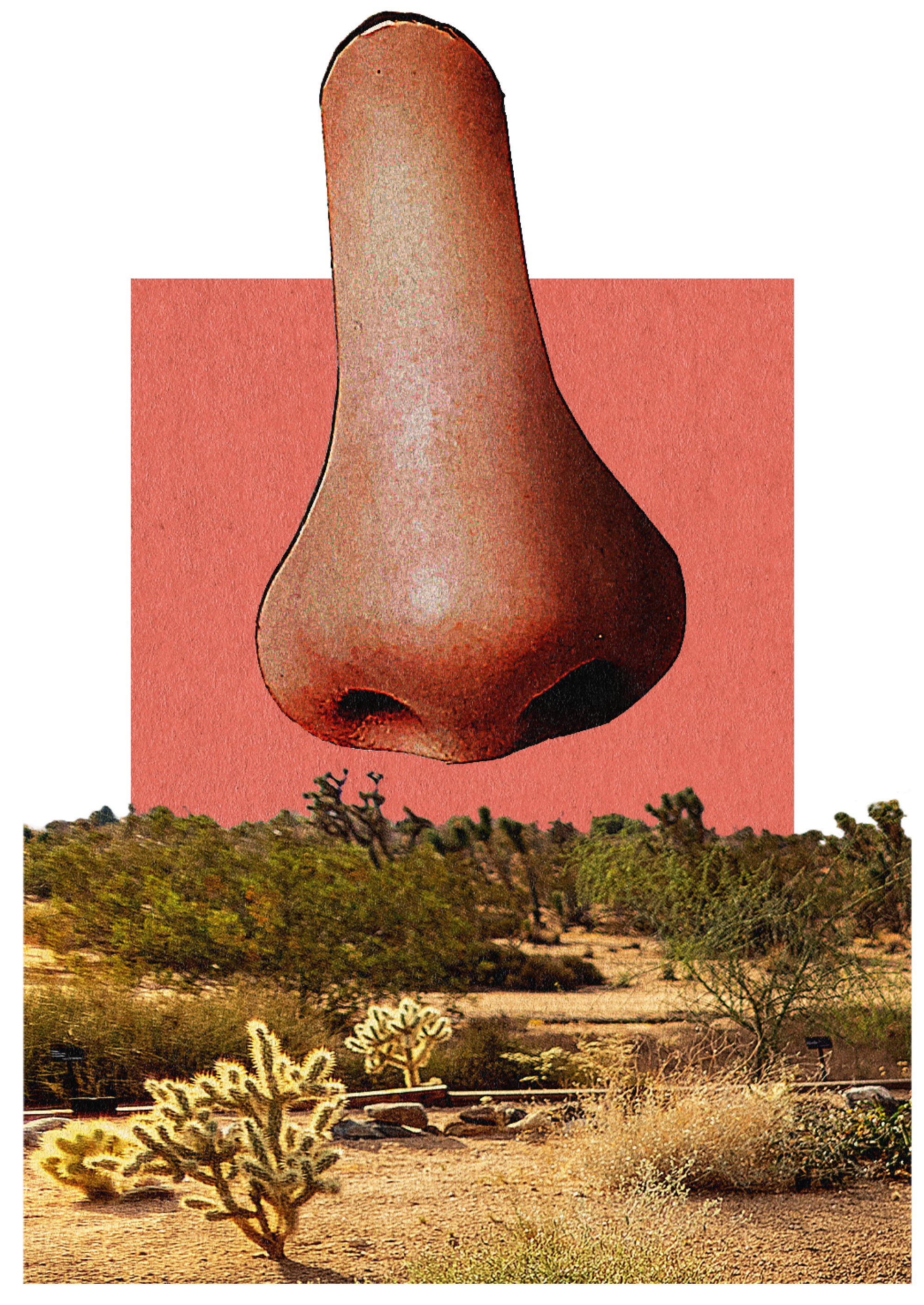 photo collage illustration of a nose over a desert scene of california native plants