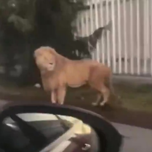 Lion on a street near a fence.