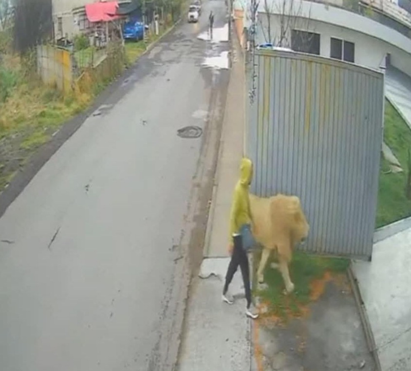 A person guiding an escaped lion back to its enclosure.