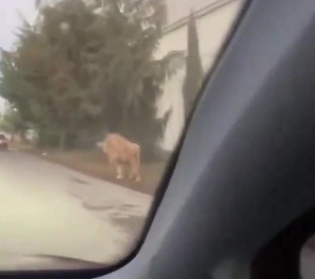 Video still of an escaped lion on a street.