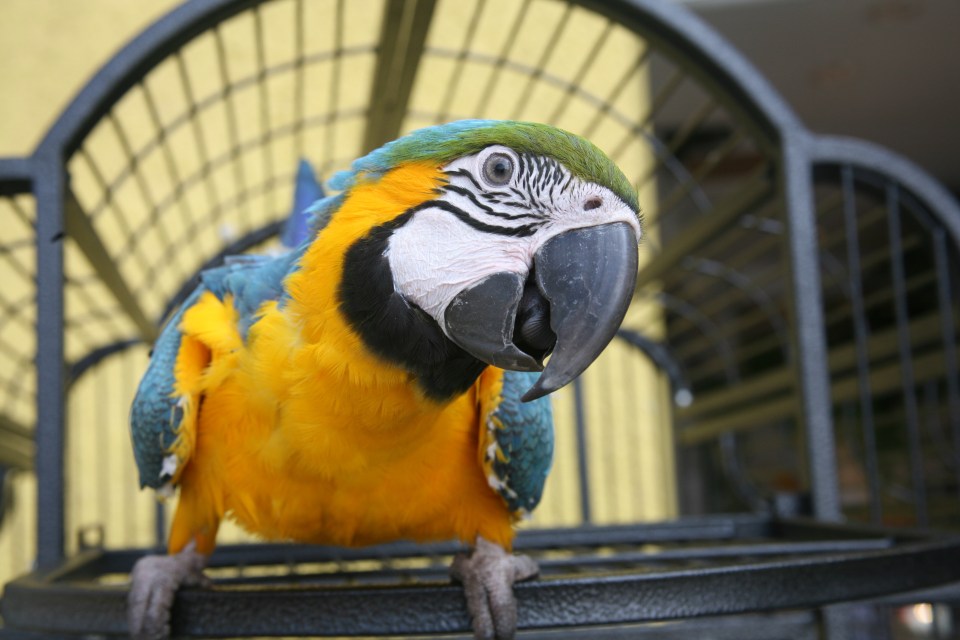 Close-up of a blue-and-gold macaw in a cage.