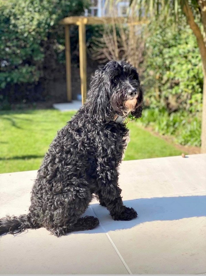 Black Cockapoo dog sitting outdoors.