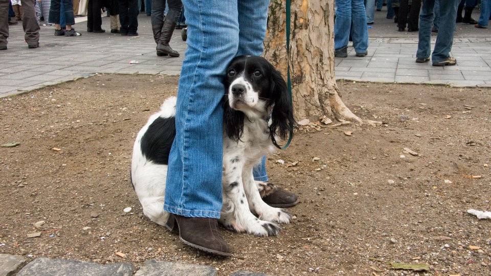 Afraid dog hiding under a person's legs during carneval.