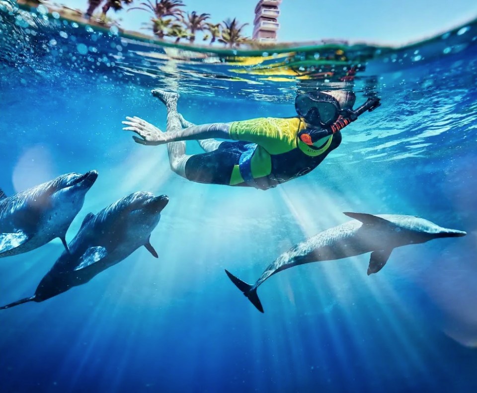 Person snorkeling with dolphins.