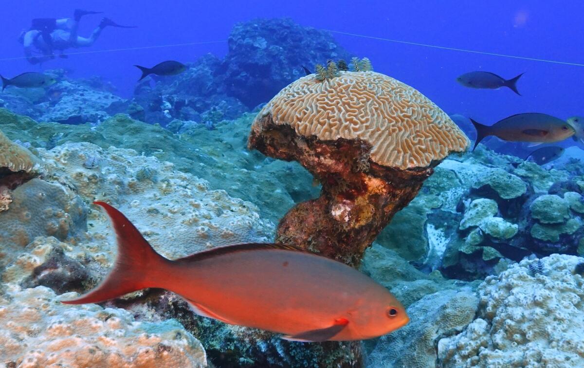 An orange fish passes in front of a brain coral in blue waters as other fish and a scuba diver swim in the background