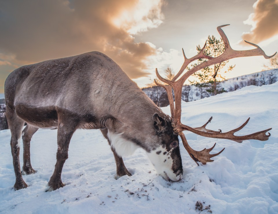 Reindeer foraging in the snow.