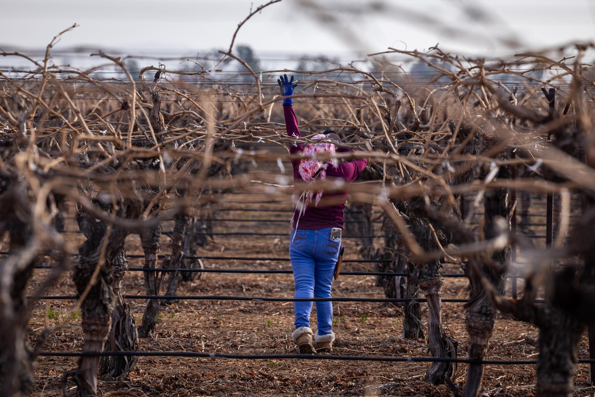 A farmworker tends grape vines in a vineyard.