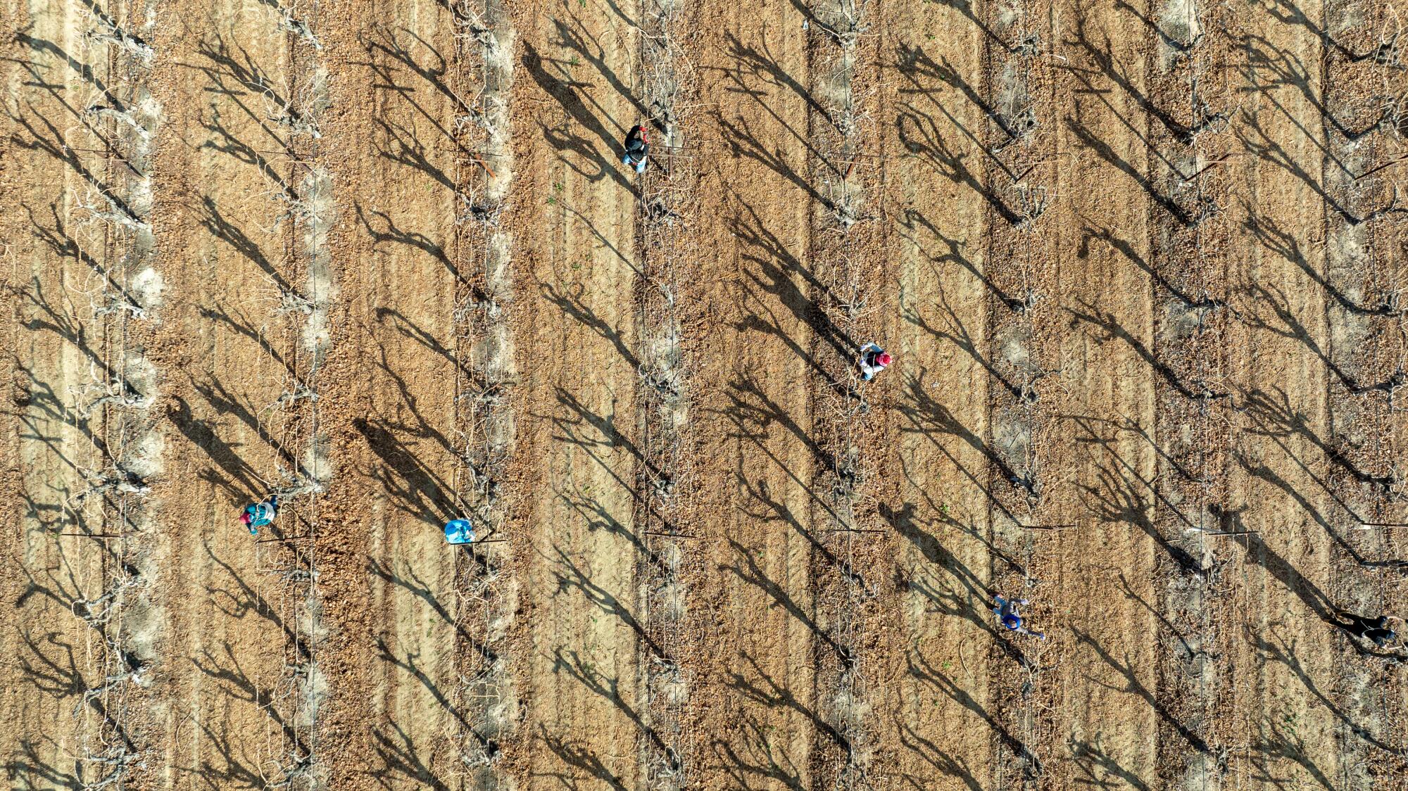 An aerial of a farm field in winter. 