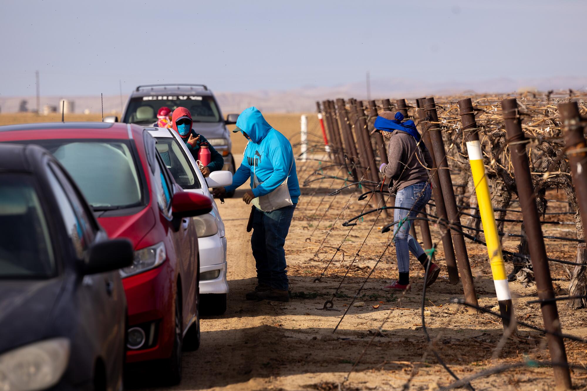 Farmworkers pack up to leave after a day working in a vineyard 