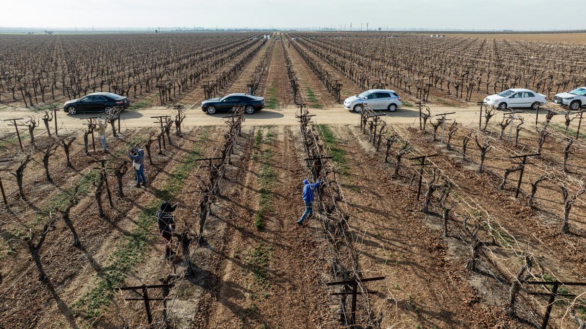 Farm workers tie grape vines to wires in a Kern County vineyard. 