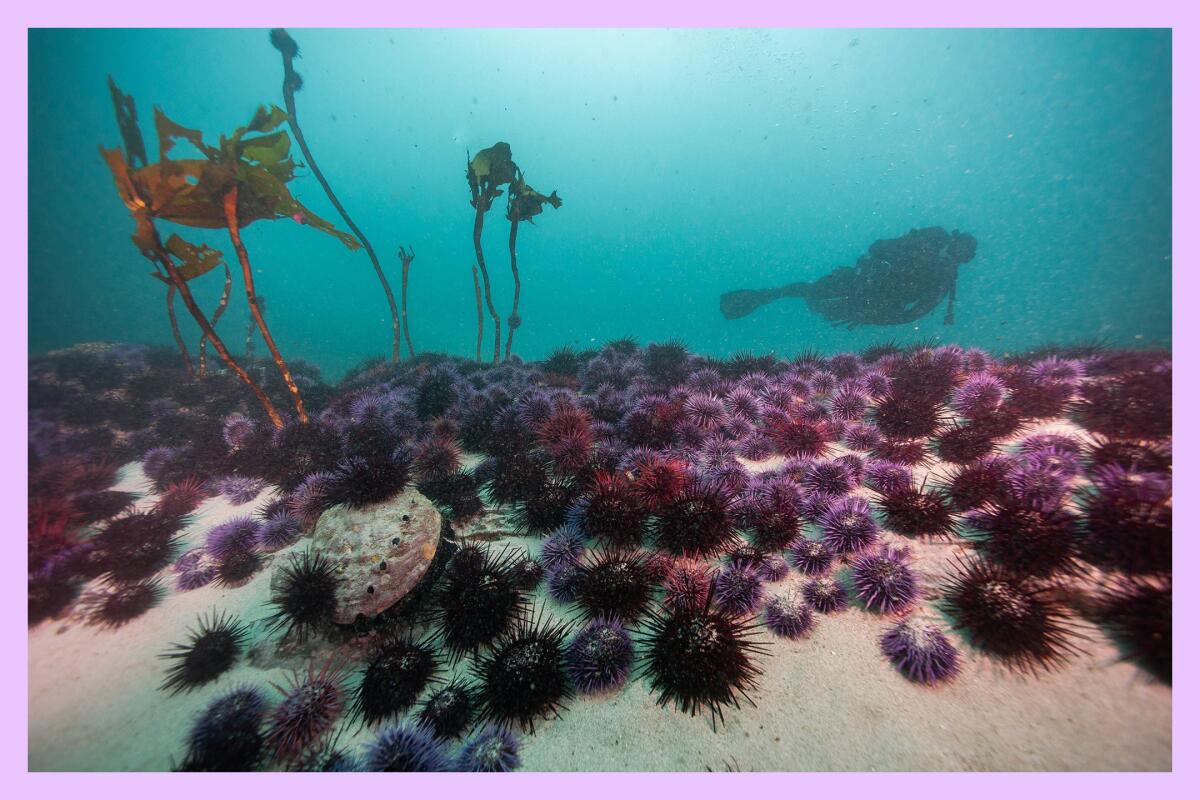 A photo from the bottom of the ocean.