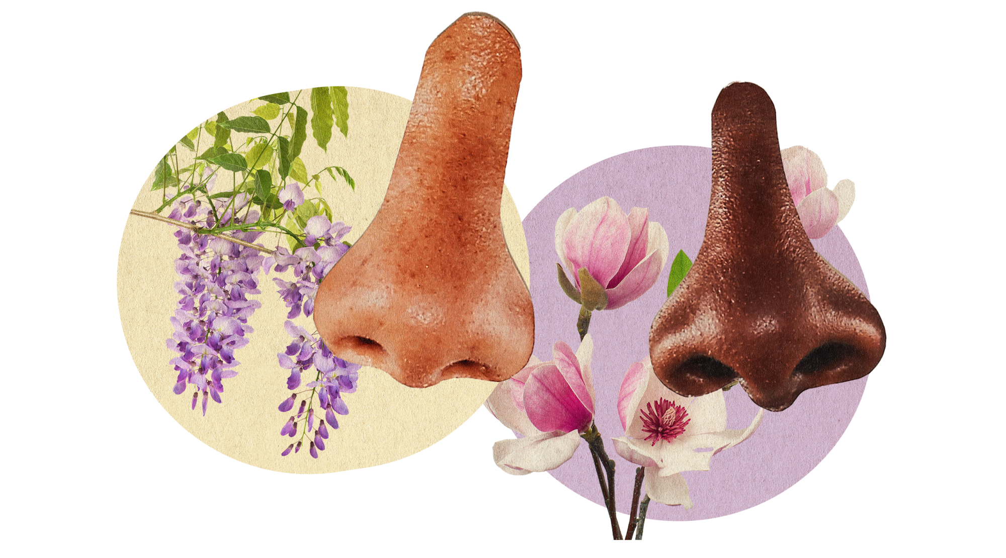 photo collage illustration of two noses and wisteria and magnolias in circles