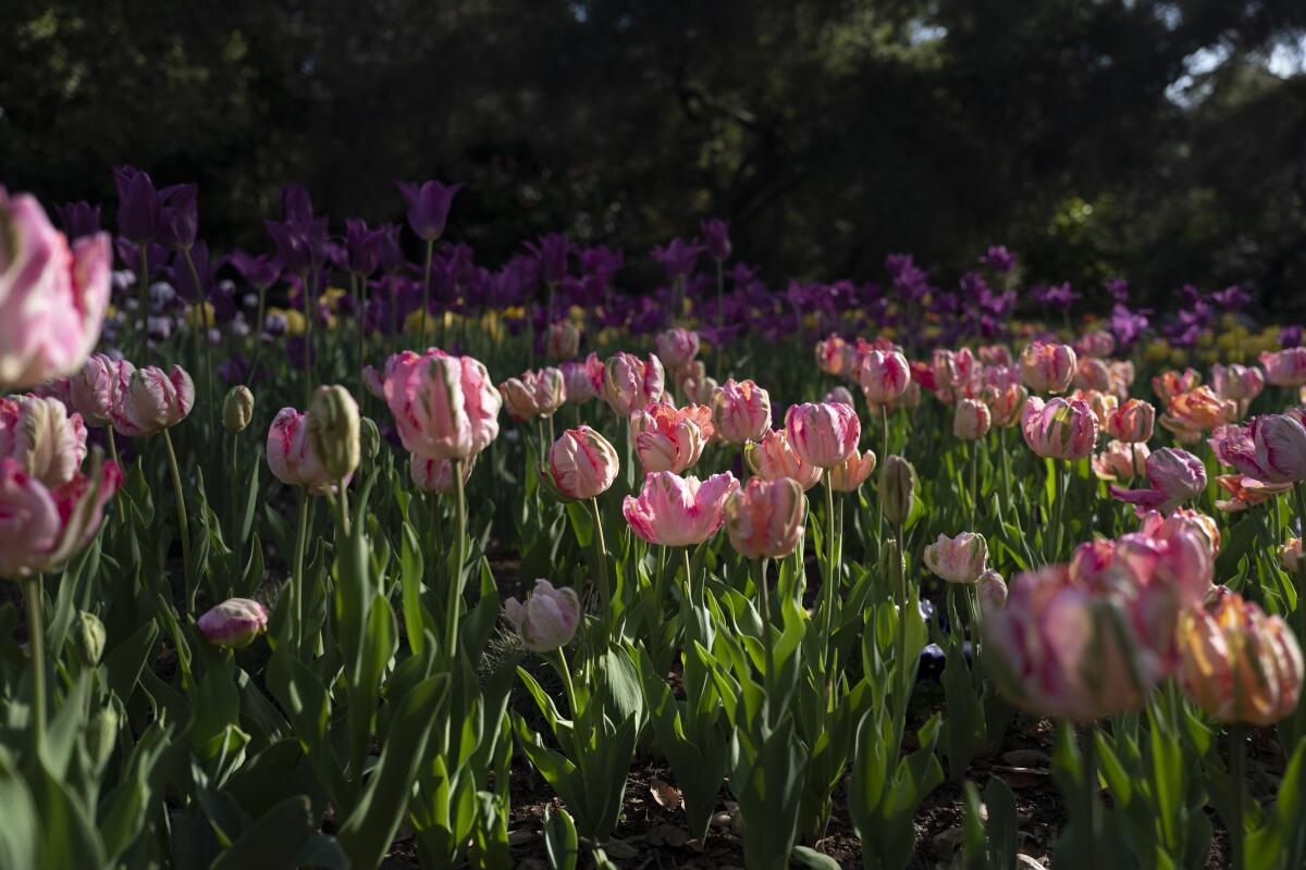 Tulips blooming pink and white at Descanso Gardens in La Cañada Flintridge.