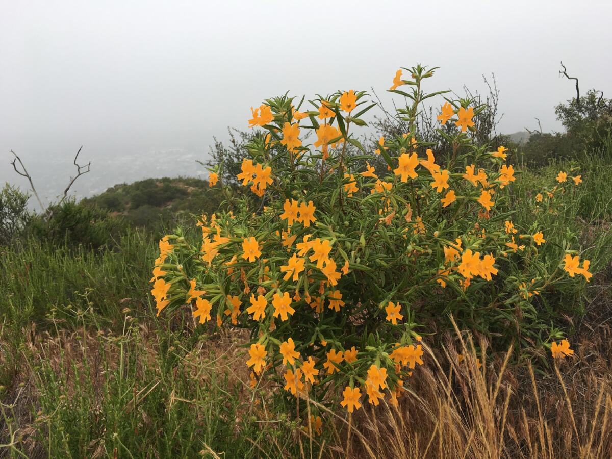 Orange sticky monkey flowers