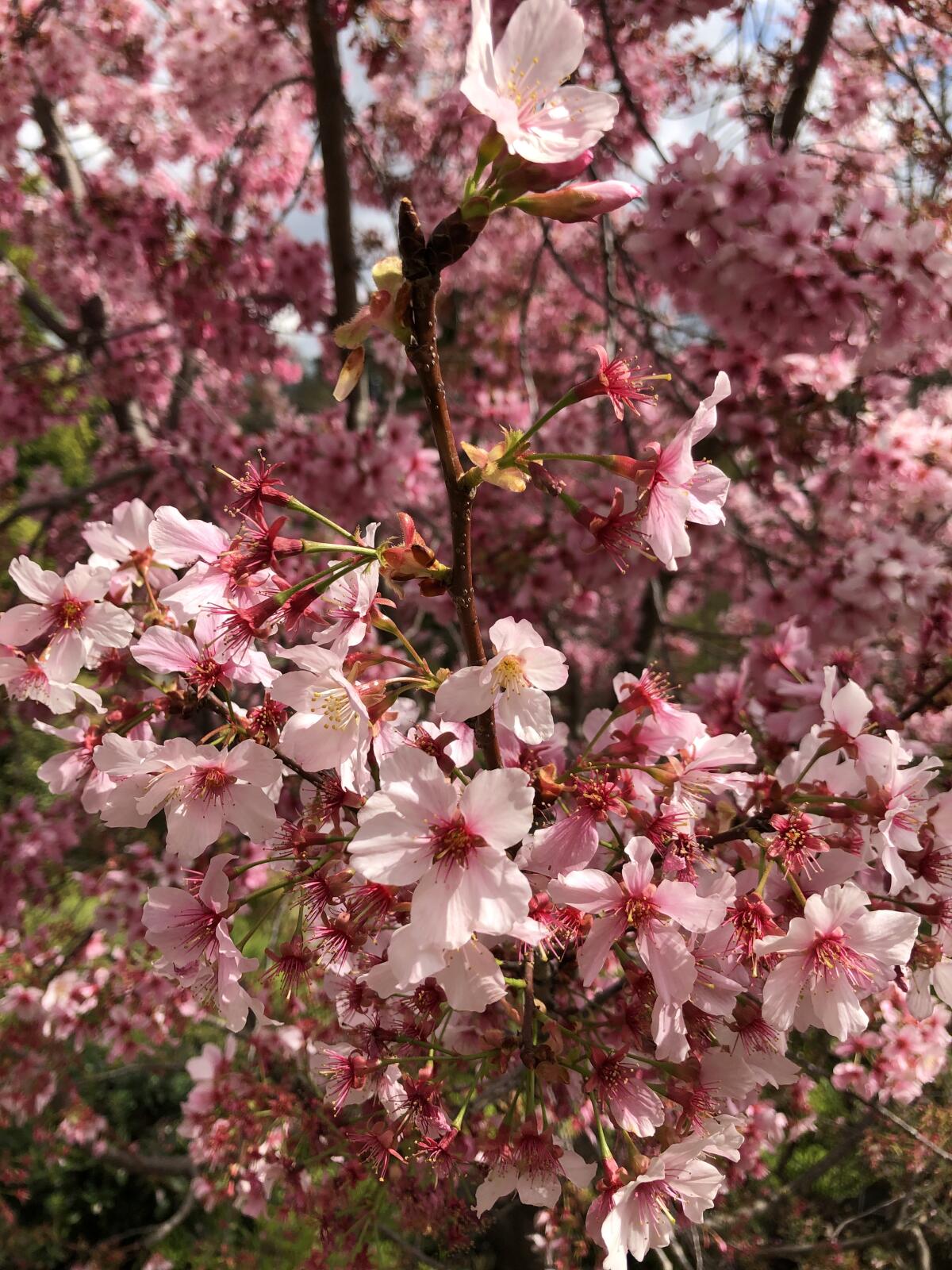 Cherry trees start blooming in March at several Southern California botanic gardens.