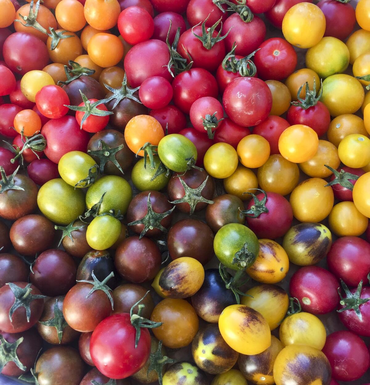 A big pile of small tomatoes in every color, glowing like gems.