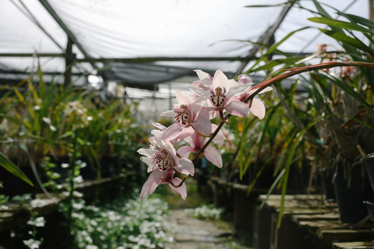 A stem of pale pink orchids with many more orchids in the background. 