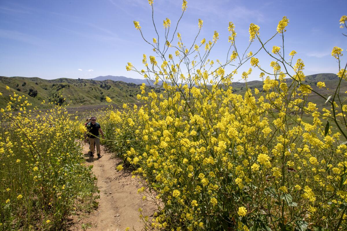 Hikers walk along a trail past tall stands of yellow blooms known as invasive black mustard. 